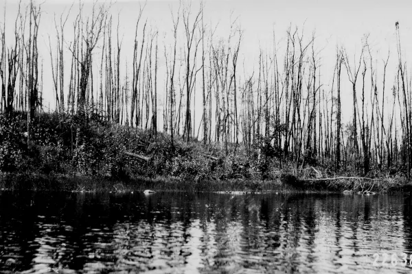 Las Narodowy Superior spalony w 1910 roku / Wikimedia Commons